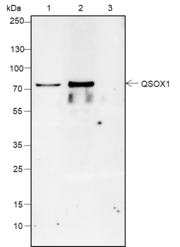 Anti-QSOX1 Rabbit mAb