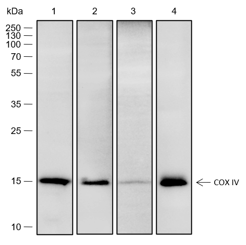 Anti-COX IV Rabbit mAb