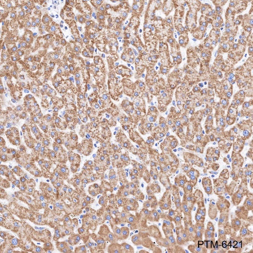 Anti-COX IV Rabbit mAb