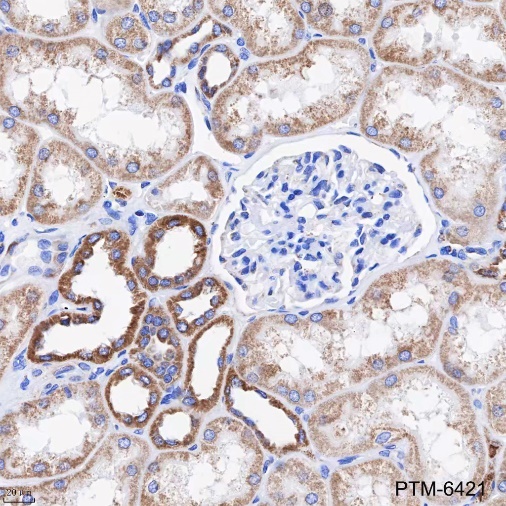 Anti-COX IV Rabbit mAb