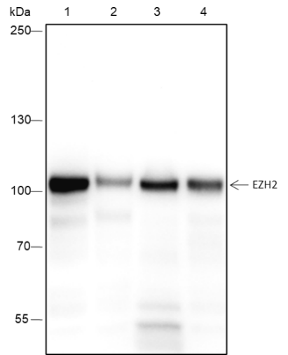 Anti-EZH2 Rabbit mAb