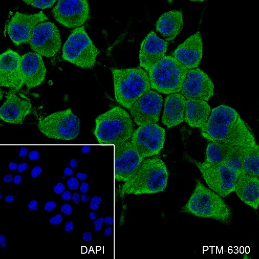 Anti-Caspr Rabbit mAb