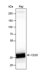 Anti-CD20 Rabbit mAb