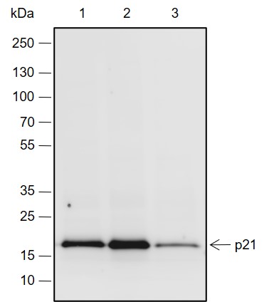 Anti-p21 Rabbit mAb