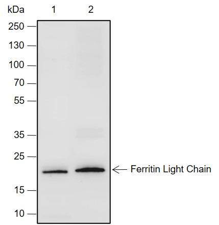 Anti-Ferritin Light Chain Rabbit mAb