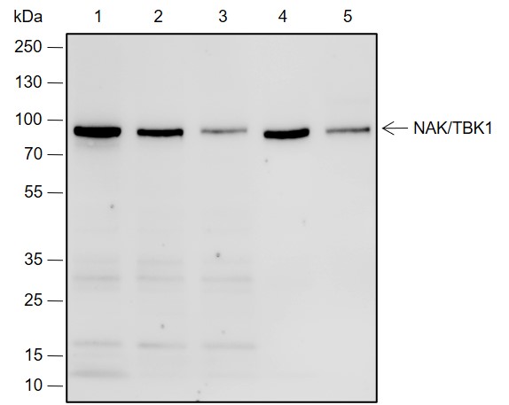 Anti-TBK1/NAK Rabbit mAb