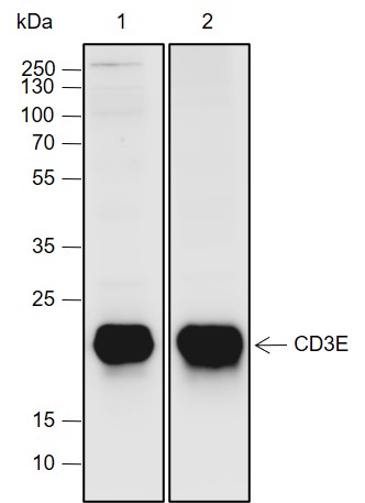 Anti-CD3 epsilon Rabbit mAb