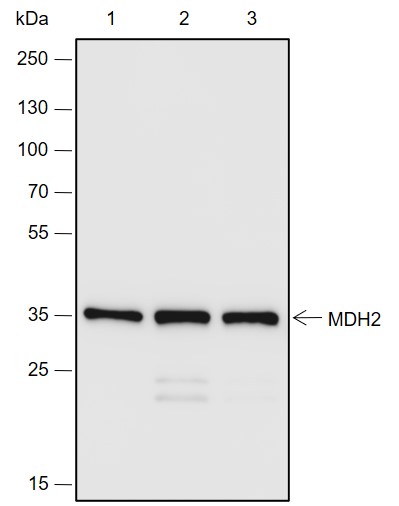 Anti-MDH2 Rabbit pAb