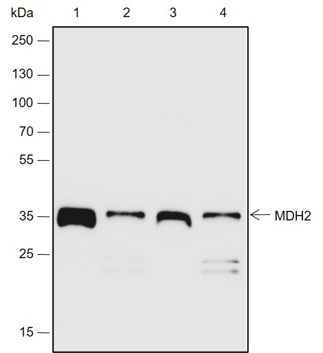 Anti-MDH2 Rabbit pAb