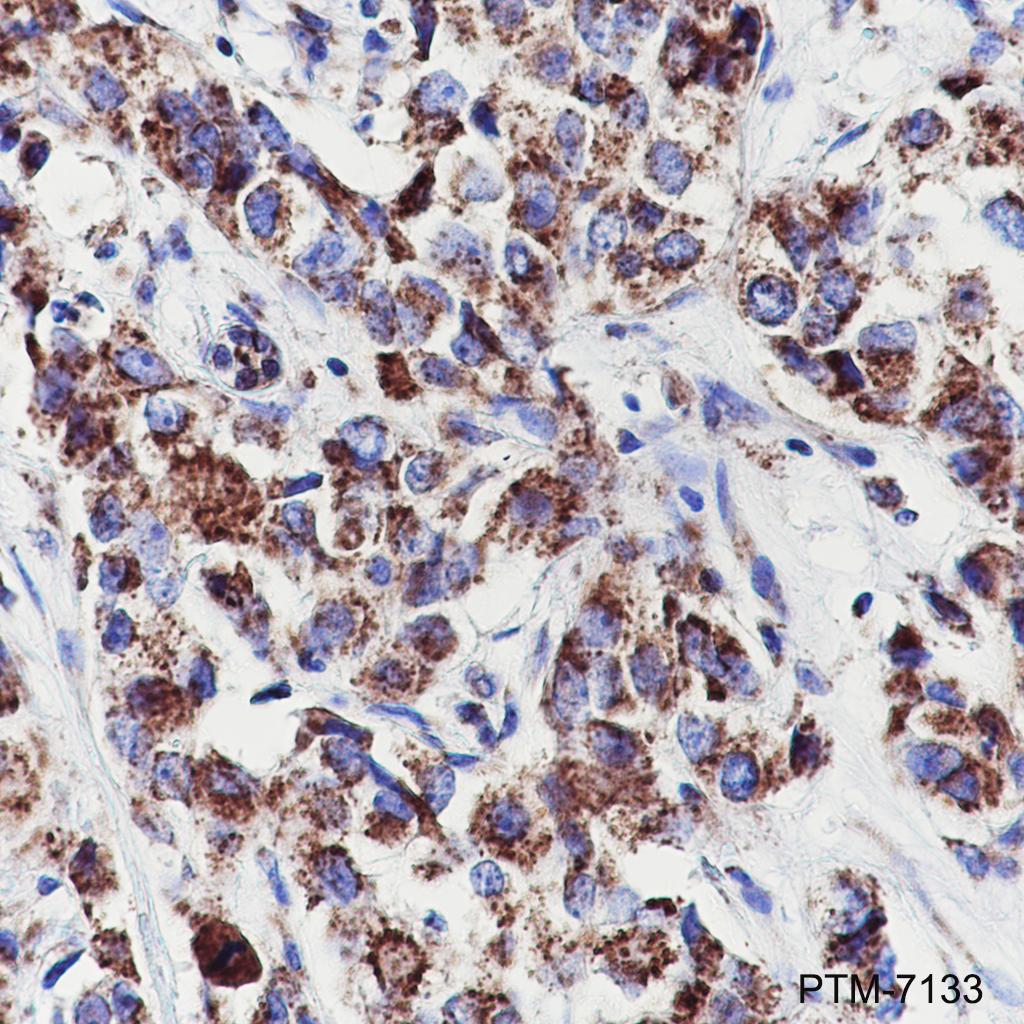 Anti-MDH2 Rabbit pAb
