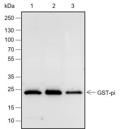 Anti-GST3/GSTP1 Rabbit mAb