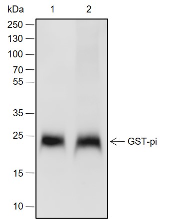 Anti-GST3/GSTP1 Rabbit mAb