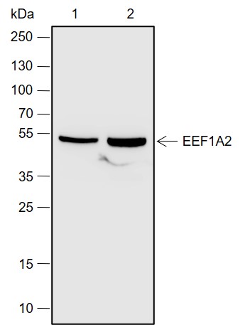 Anti-eEF1A2 Rabbit mAb