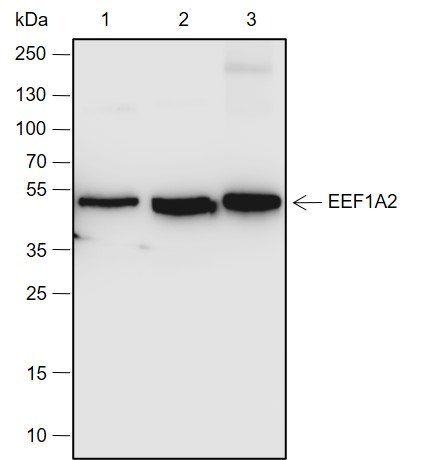 Anti-eEF1A2 Rabbit mAb