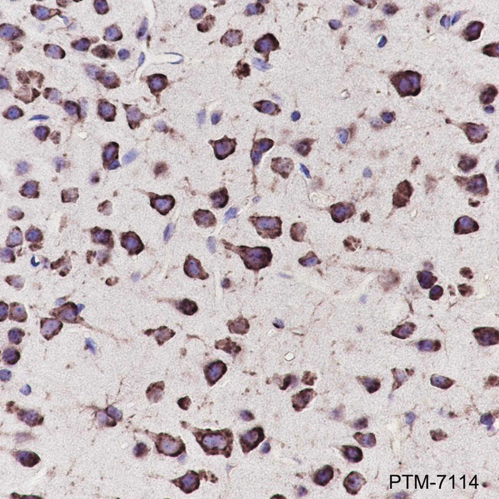 Anti-eEF1A2 Rabbit mAb
