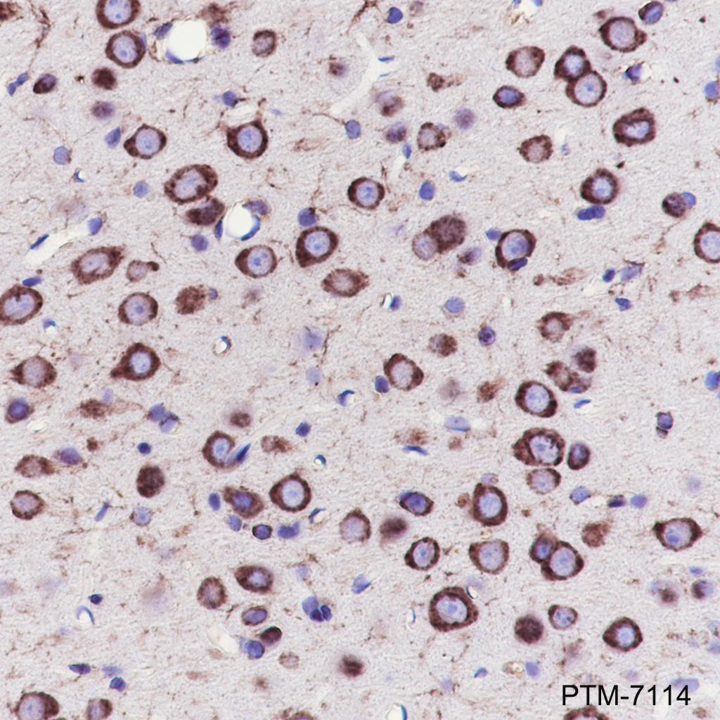 Anti-eEF1A2 Rabbit mAb