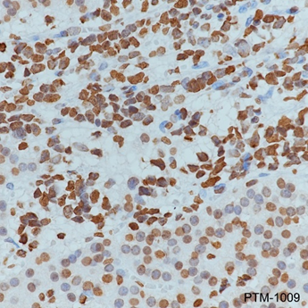 Anti-Histone H4 Mouse mAb