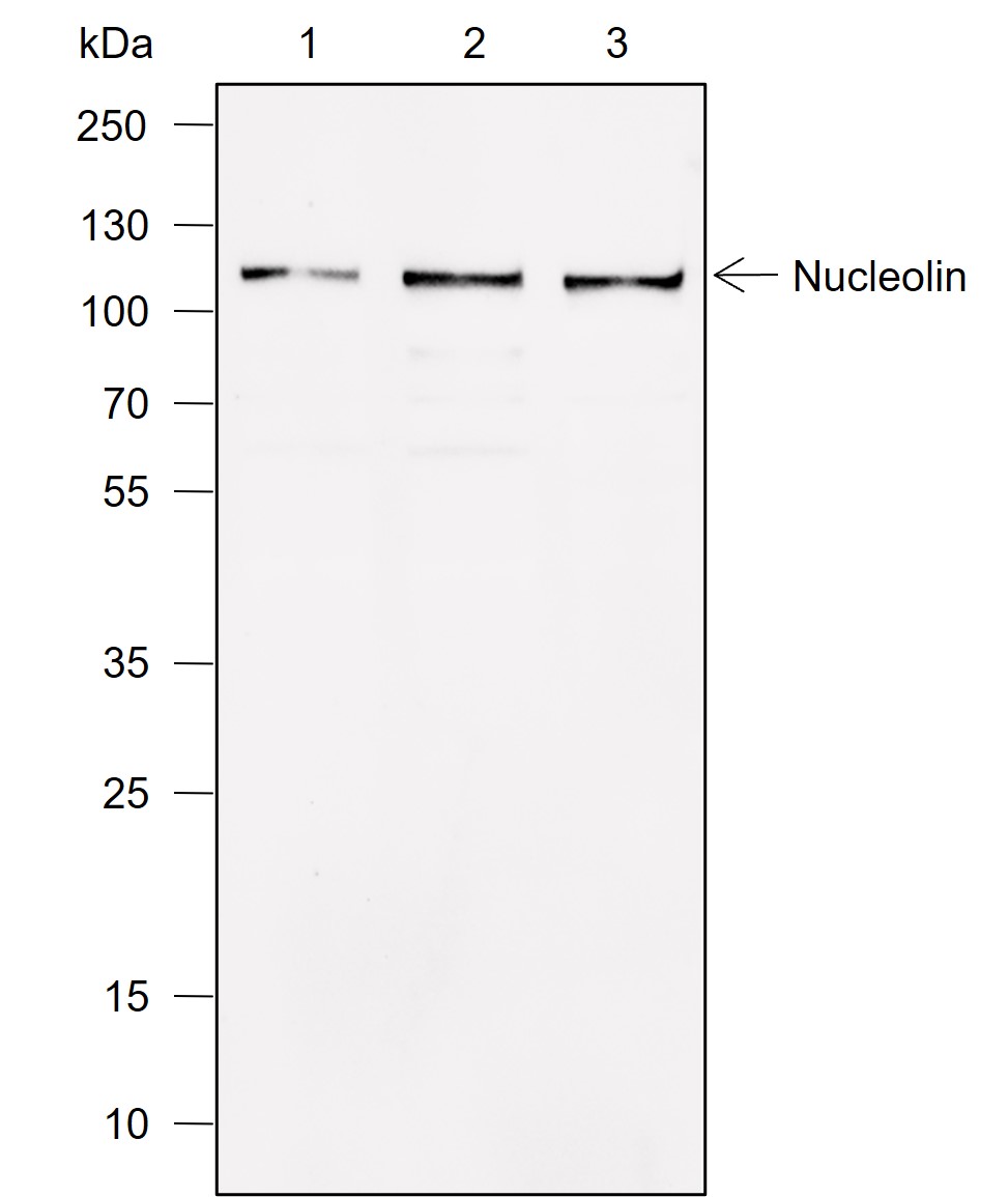 Anti-Nucleolin Rabbit mAb