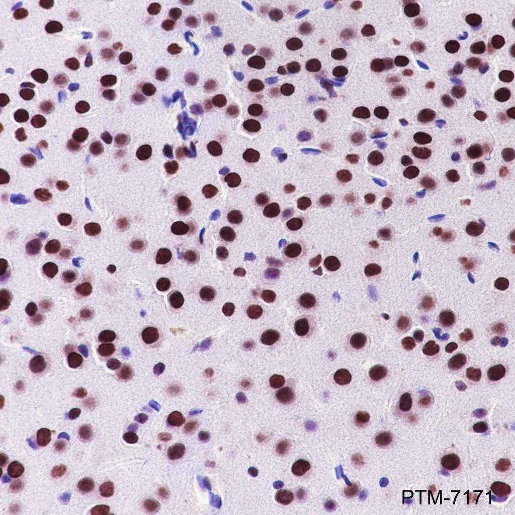 Anti-Nucleolin Rabbit mAb