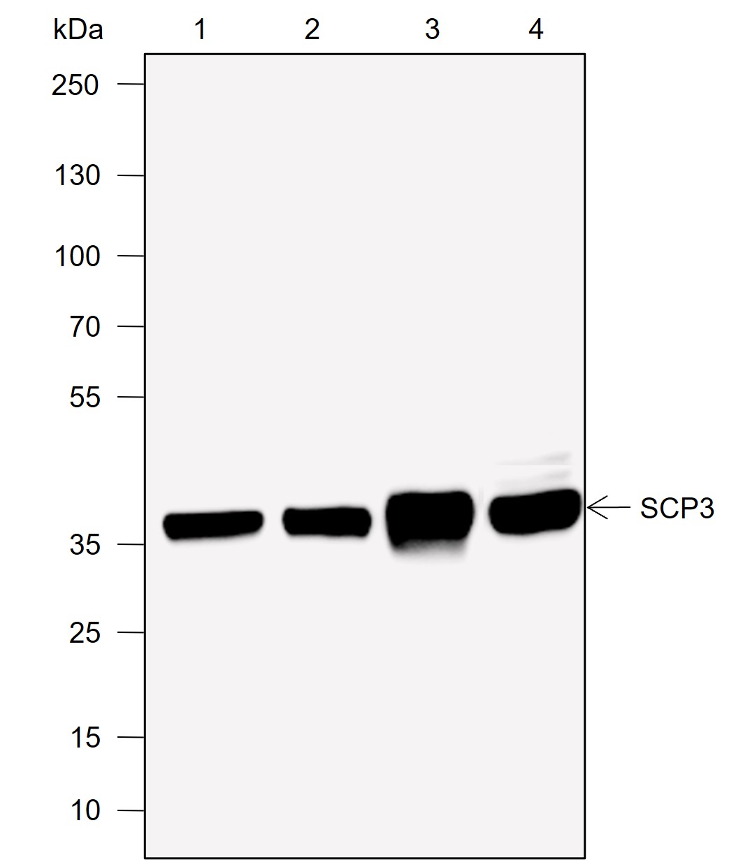 Anti-SCP3 Rabbit mAb