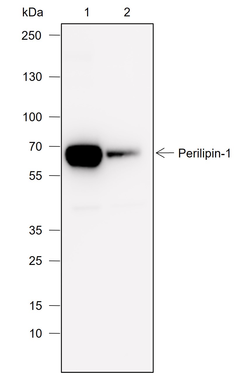 Anti-Perilipin-1 Rabbit mAb
