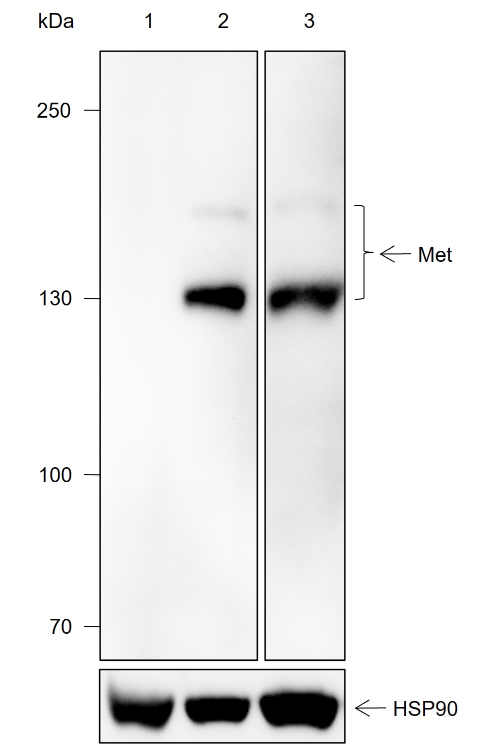 Anti-Met Mouse mAb