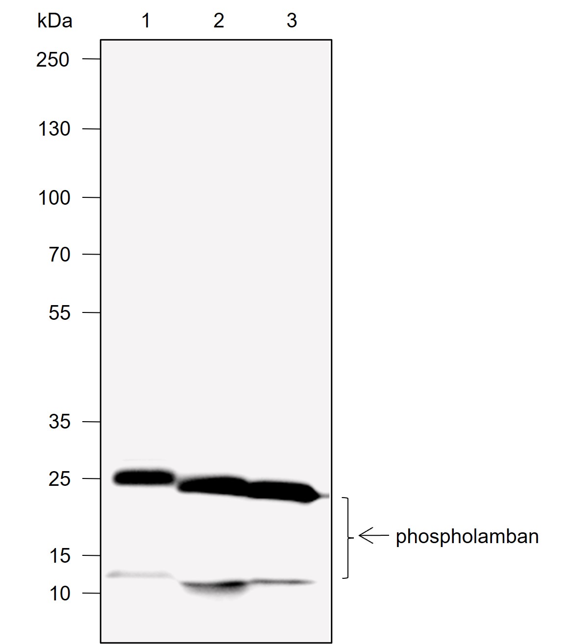 Anti-Phospholamban Mouse mAb
