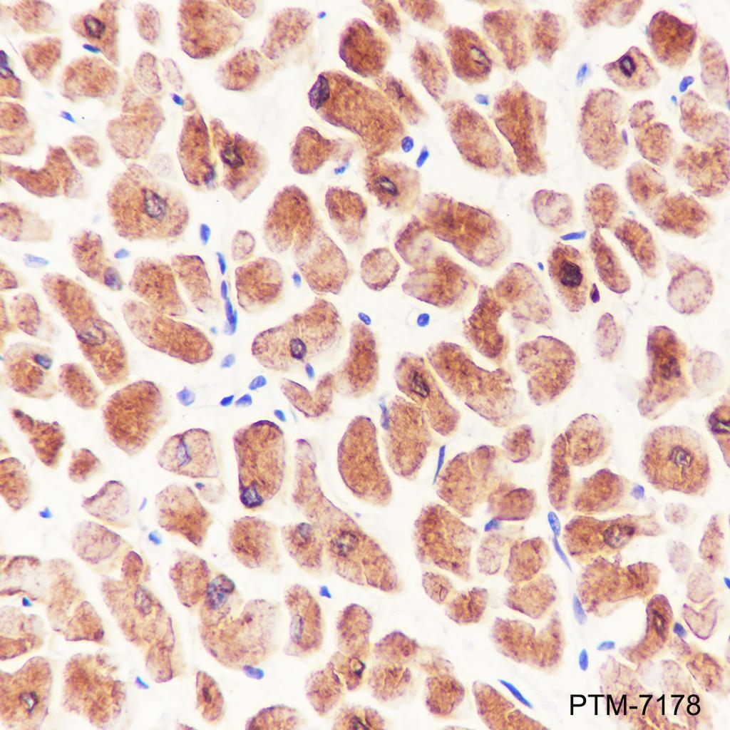 Anti-Phospholamban Mouse mAb