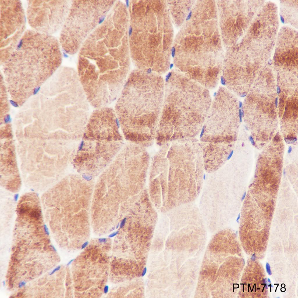 Anti-Phospholamban Mouse mAb