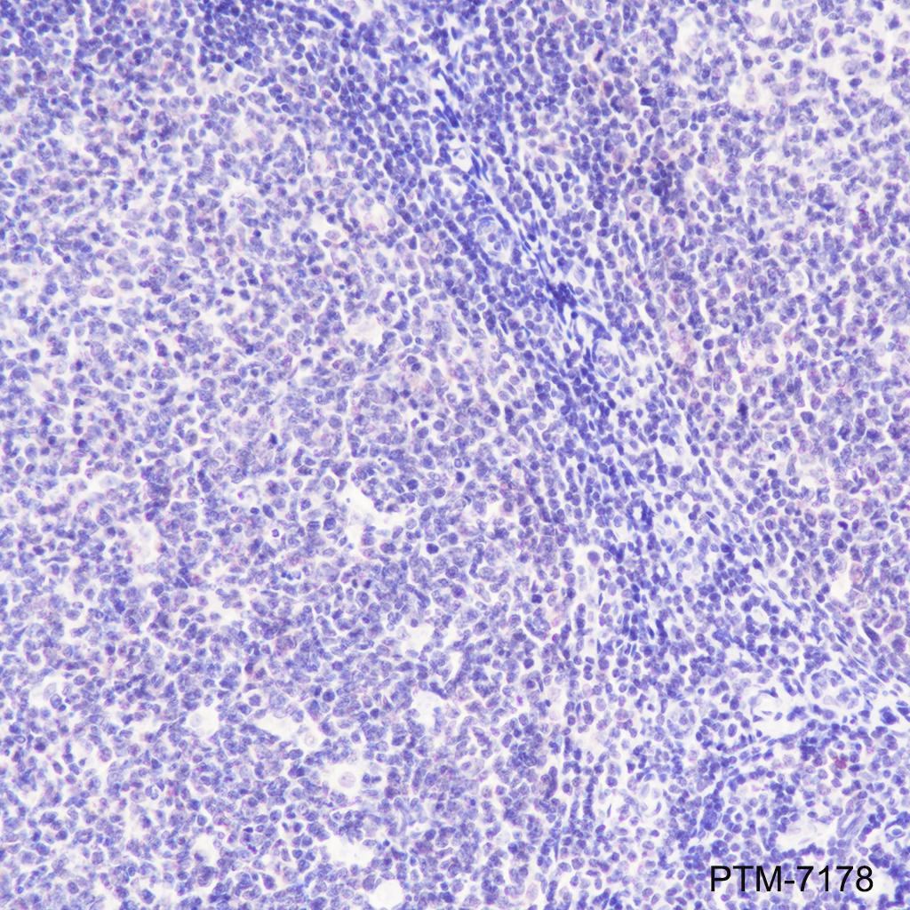 Anti-Phospholamban Mouse mAb