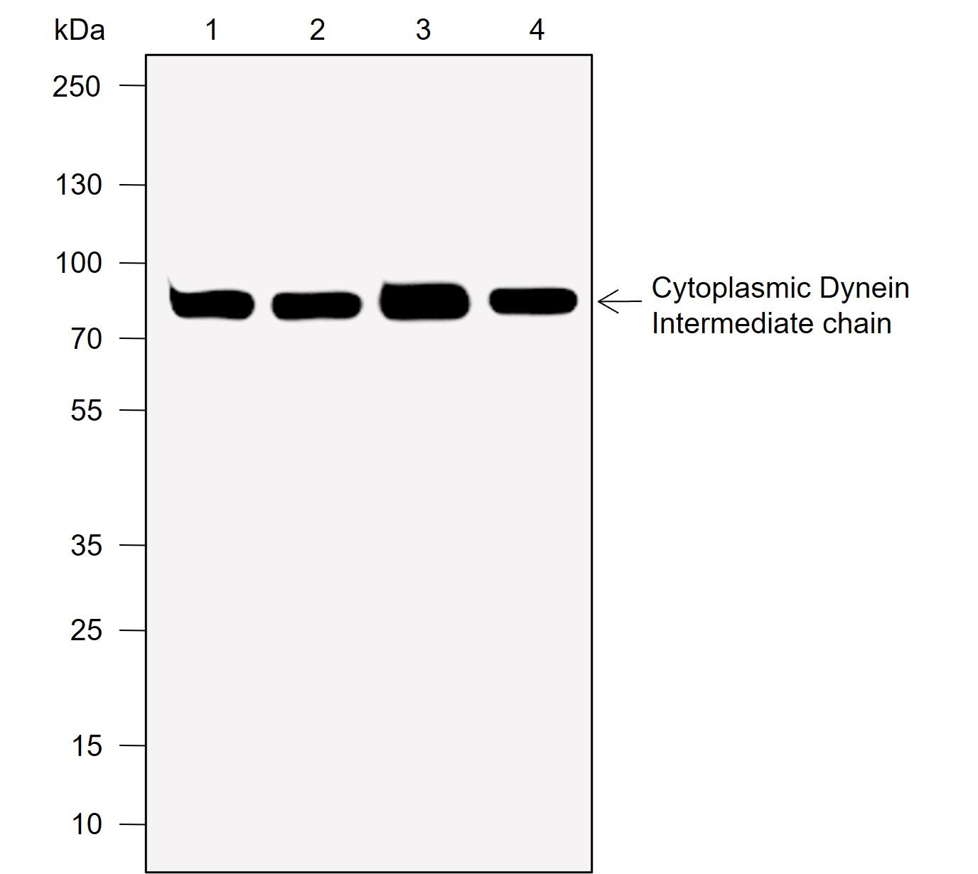 Anti-Cytoplasmic Dynein Intermediate Chain Mouse mAb