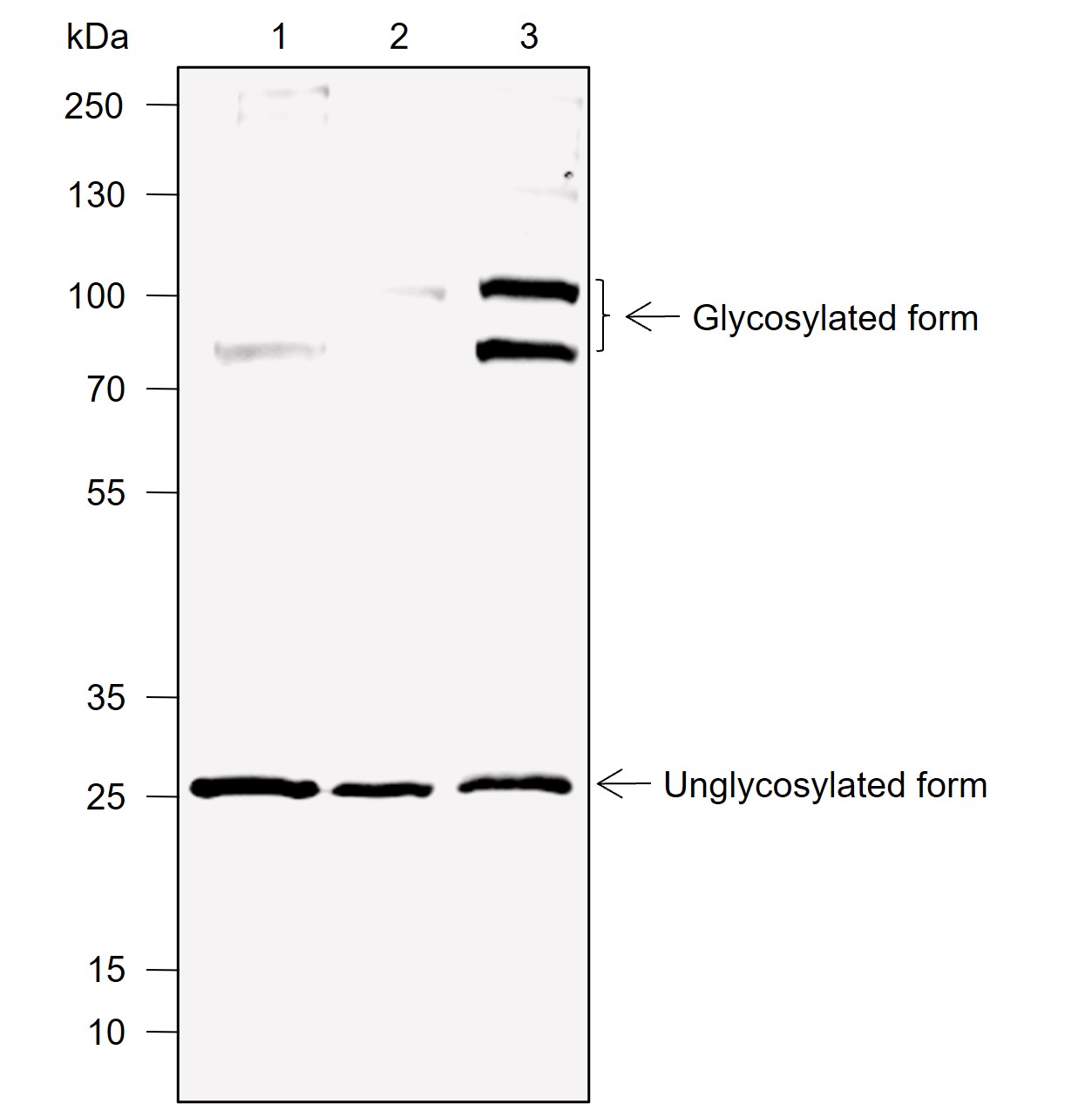 Anti-DcR1 Rabbit mAb