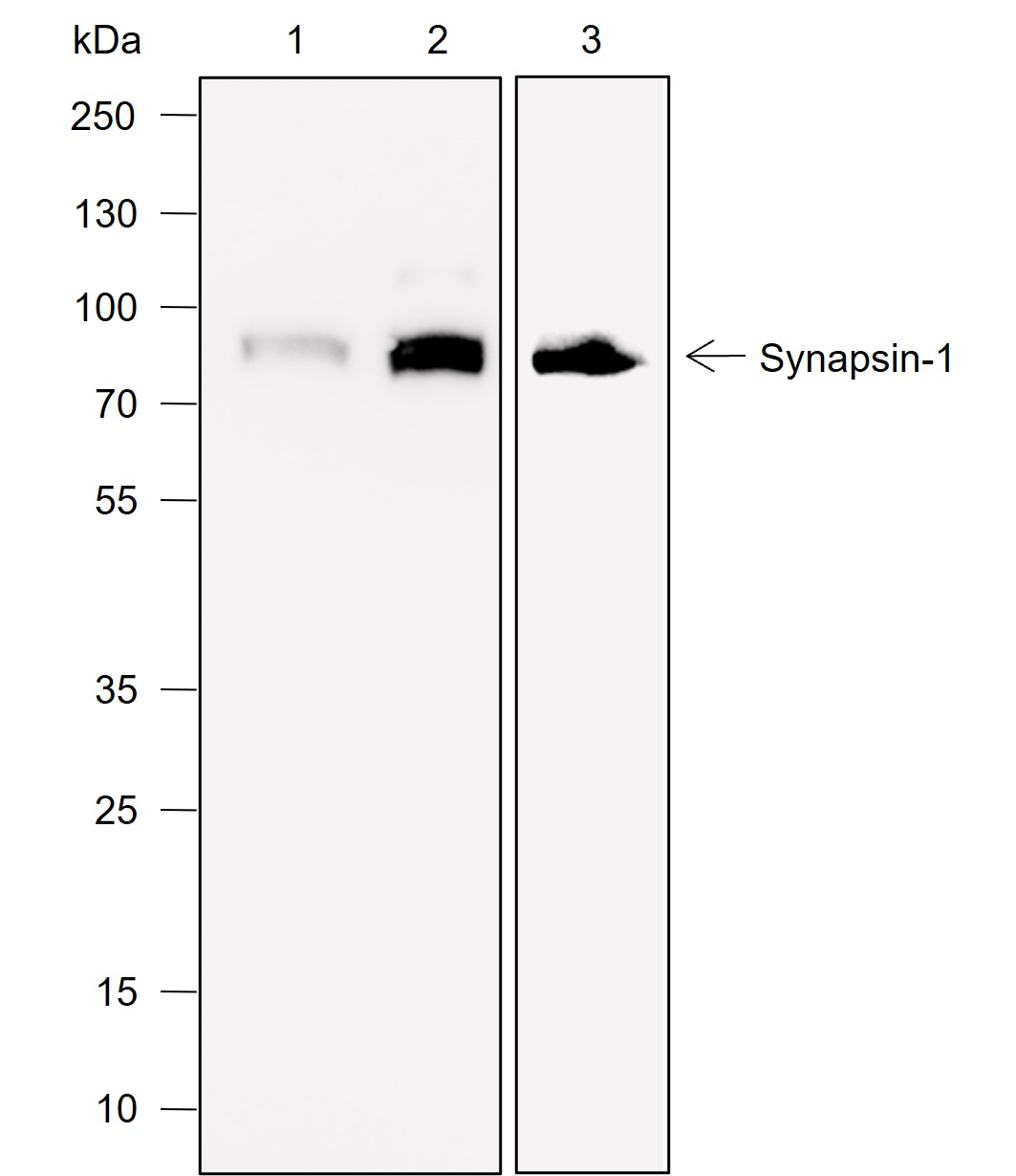 Anti-Synapsin-1 Mouse mAb