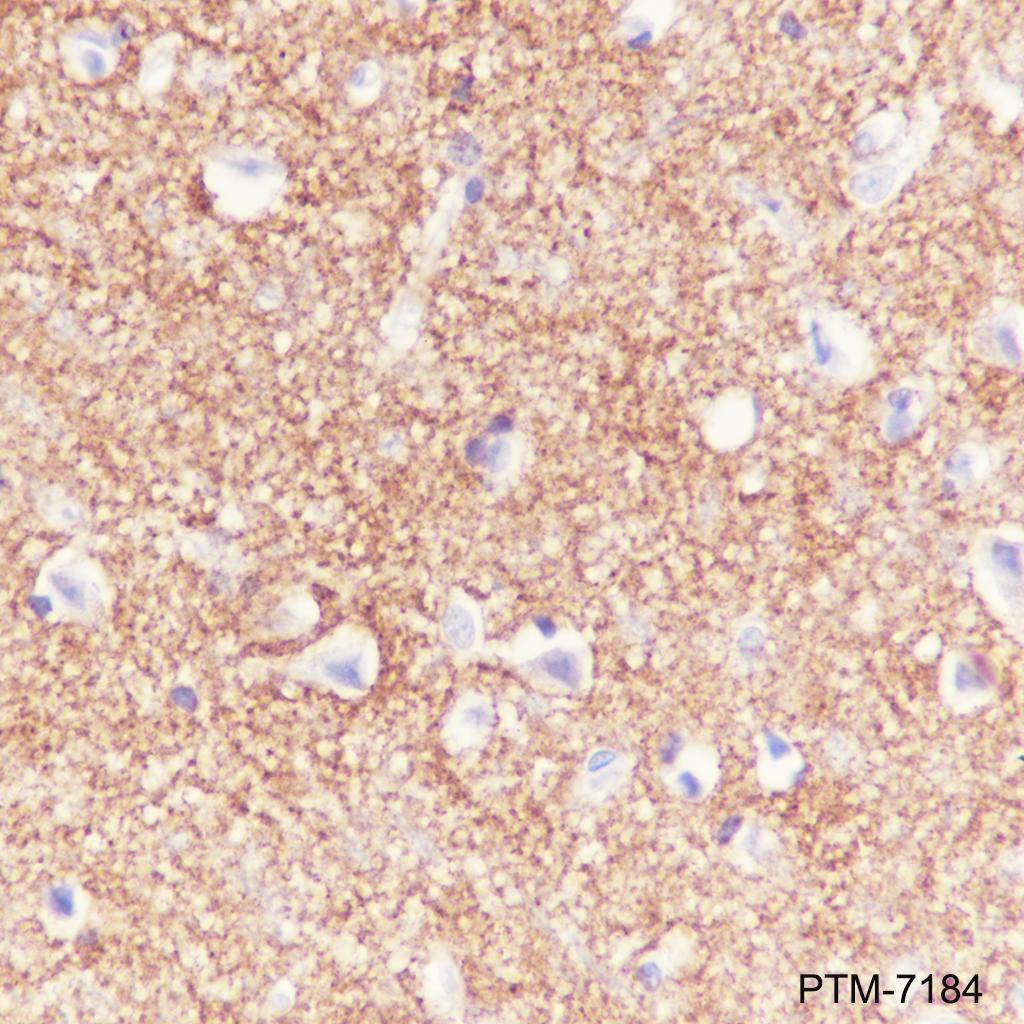 Anti-Synapsin-1 Mouse mAb