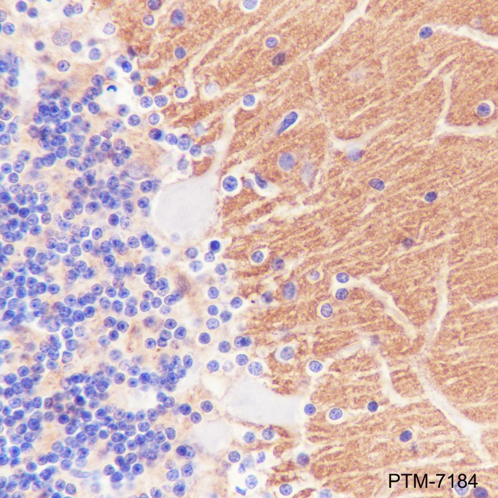 Anti-Synapsin-1 Mouse mAb