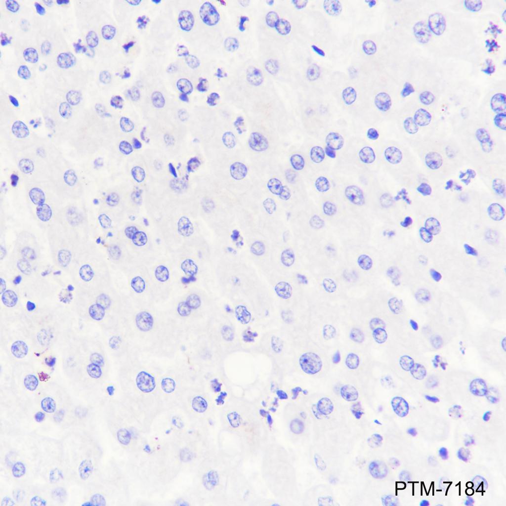 Anti-Synapsin-1 Mouse mAb