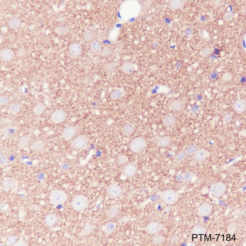 Anti-Synapsin-1 Mouse mAb