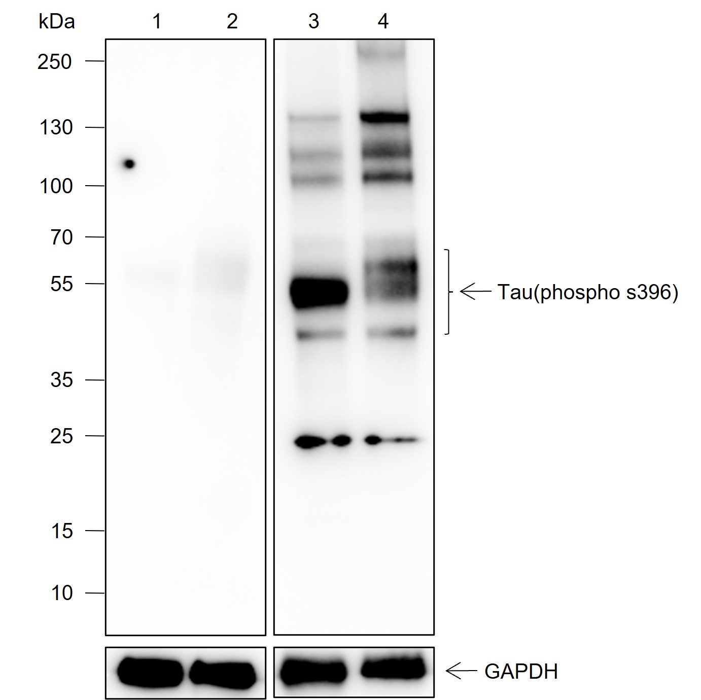 Anti-Tau(phospho s396) Rabbit mAb
