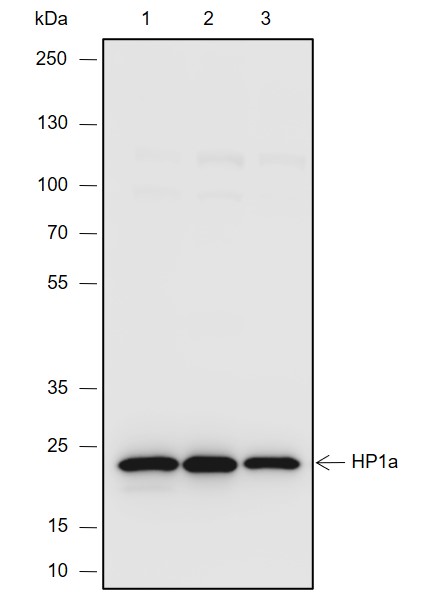 Anti-HP1 alpha Mouse mAb