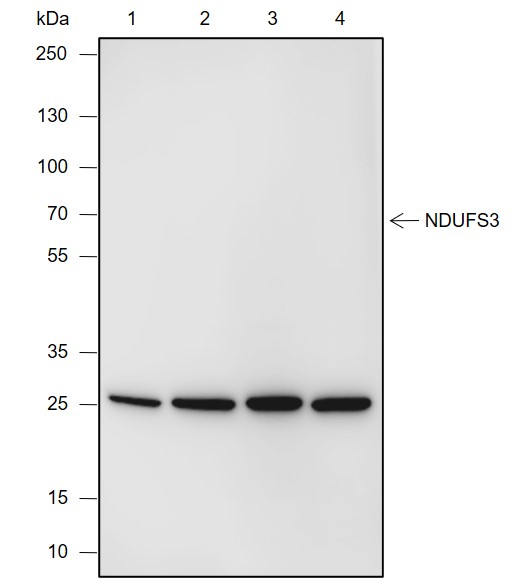 Anti-NDUFS3 Rabbit mAb