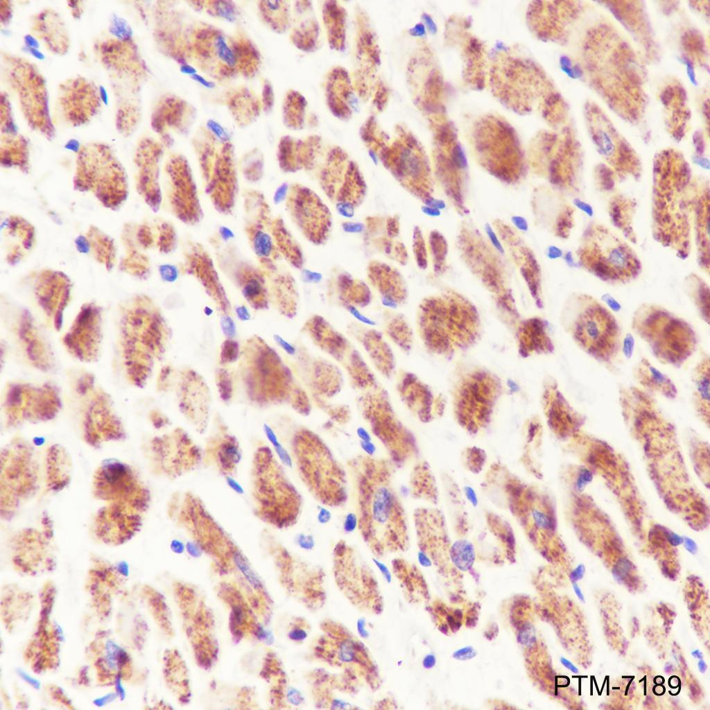Anti-NDUFS3 Rabbit mAb