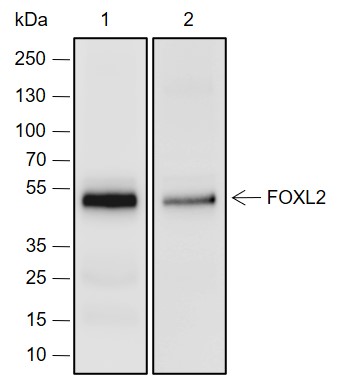 Anti-FOXL2 Rabbit mAb