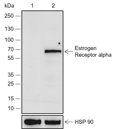 Anti-Estrogen Receptor alpha Rabbit mAb