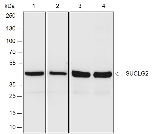 Anti-SUCLG2 Rabbit mAb