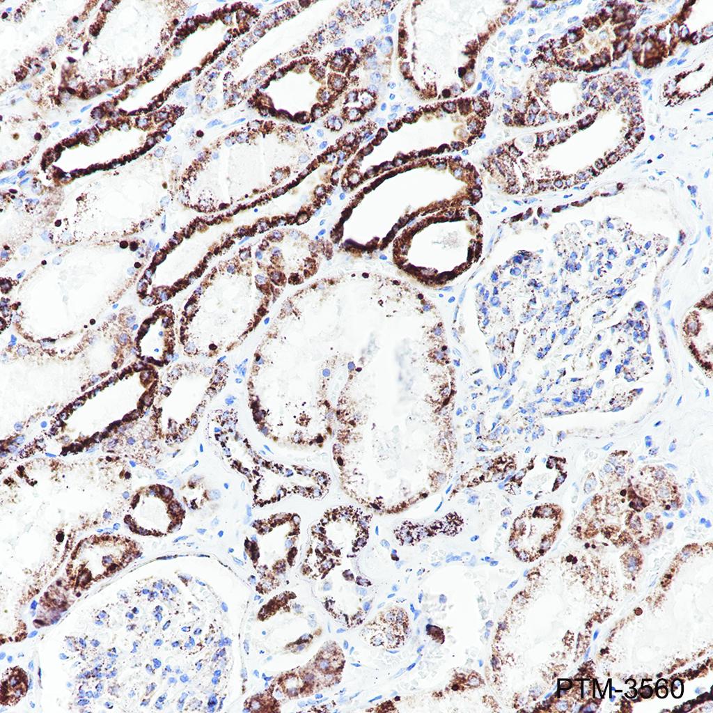 Anti-SUCLG2 Rabbit mAb