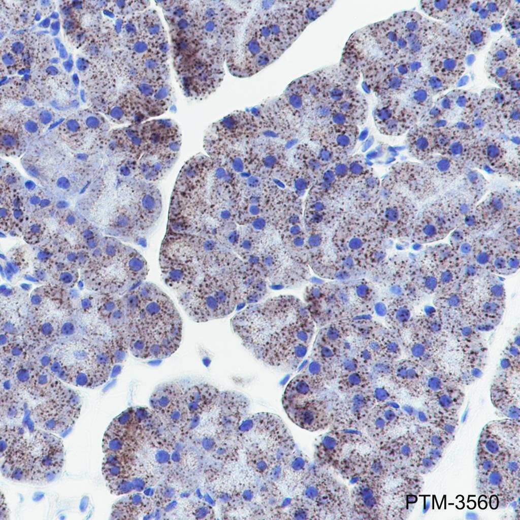 Anti-SUCLG2 Rabbit mAb