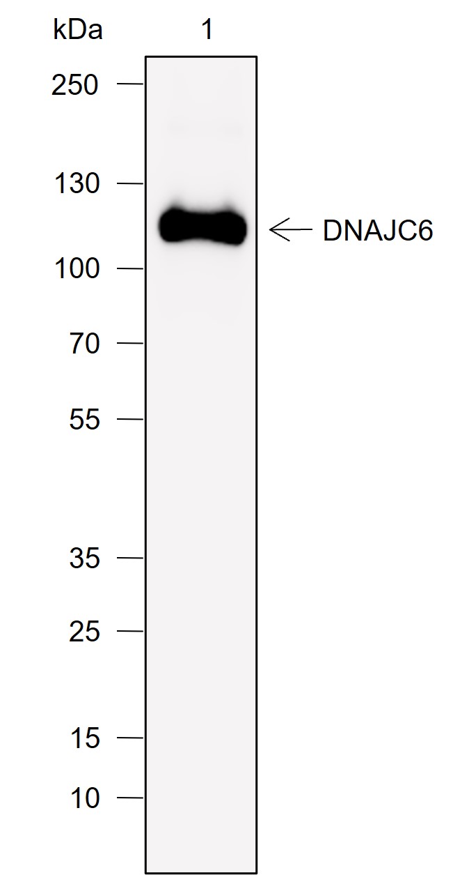 Anti-DNAJC6 Rabbit mAb