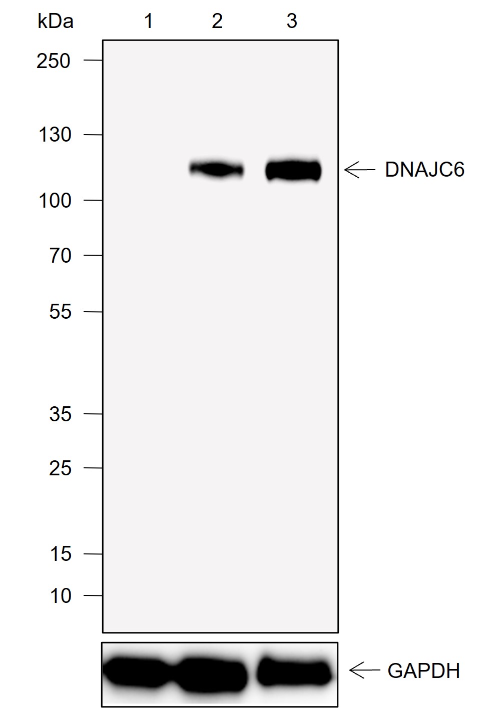 Anti-DNAJC6 Rabbit mAb