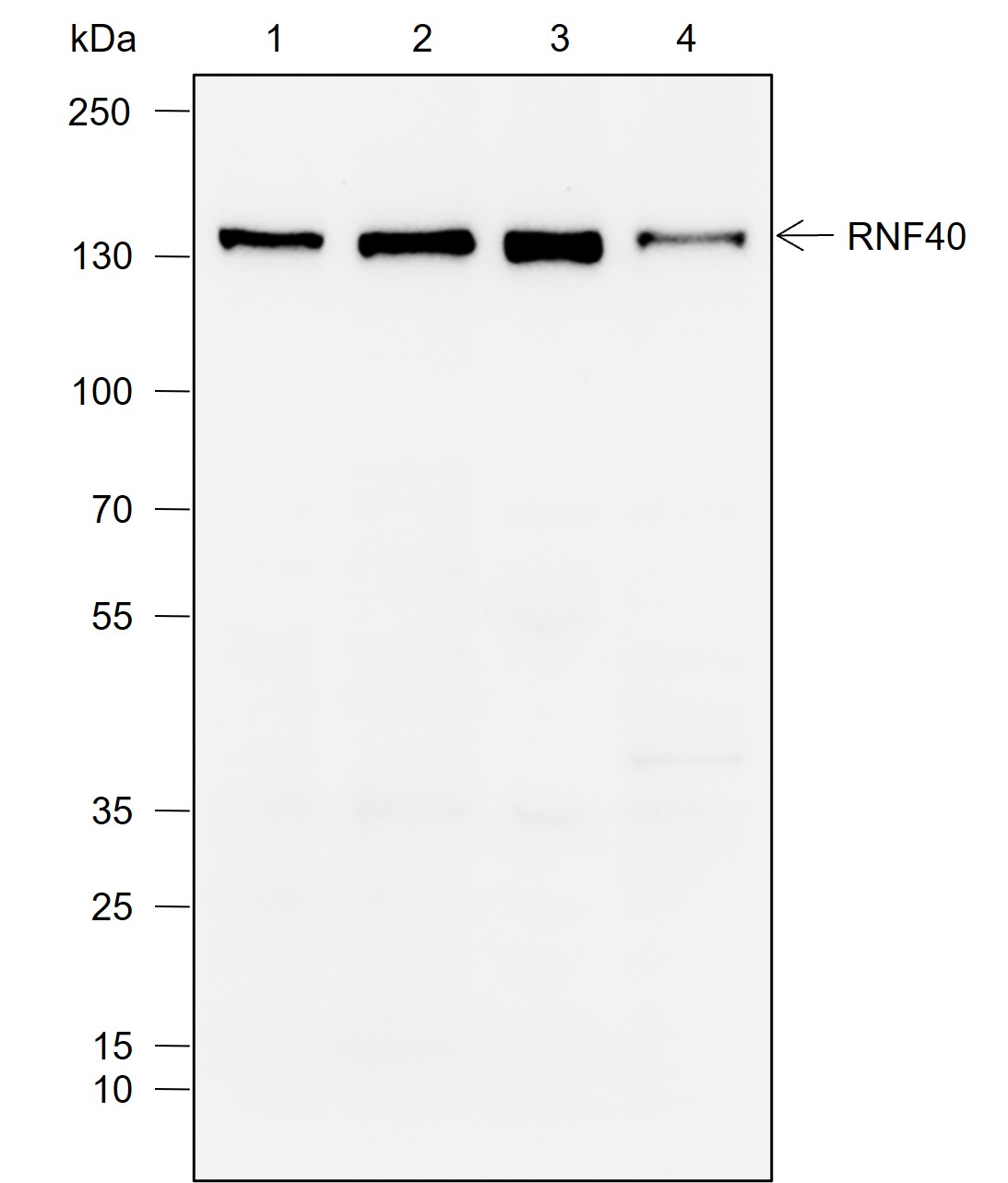Anti-RNF40 Rabbit mAb