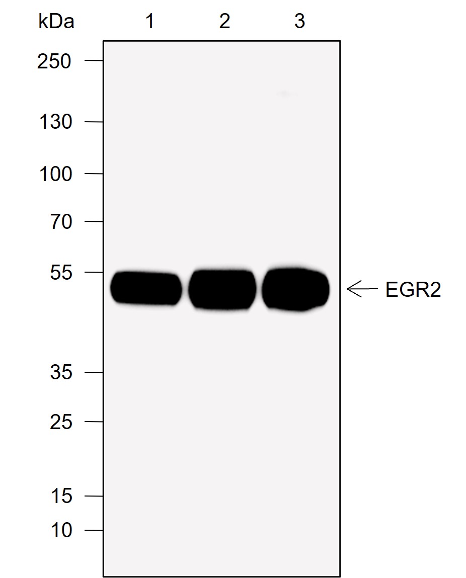 Anti-EGR2 Rabbit mAb